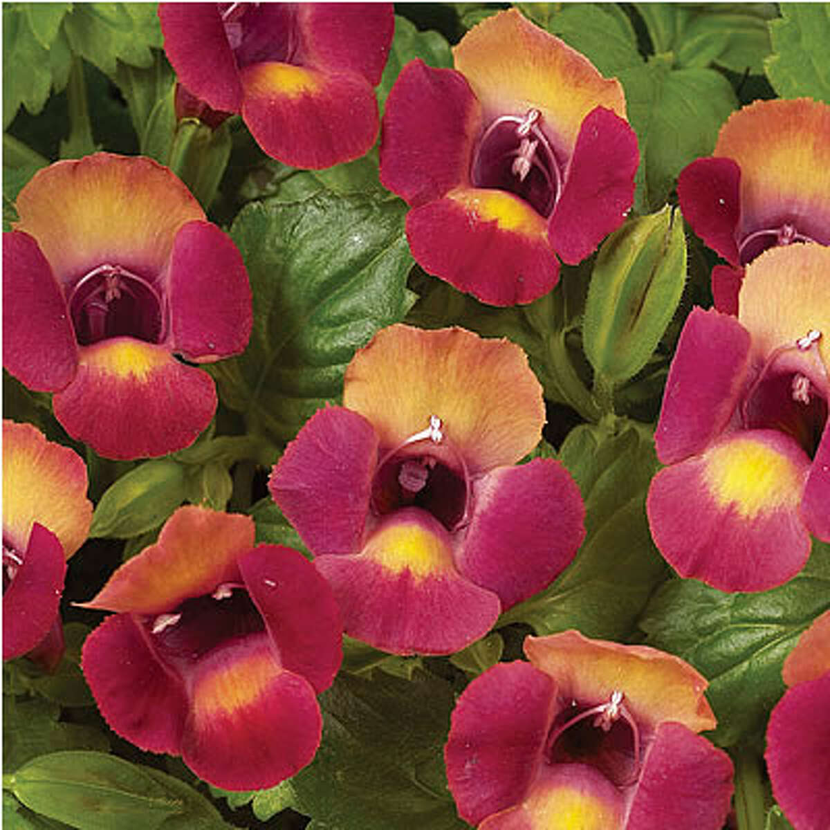Torenia a colorful charmer for summer shade