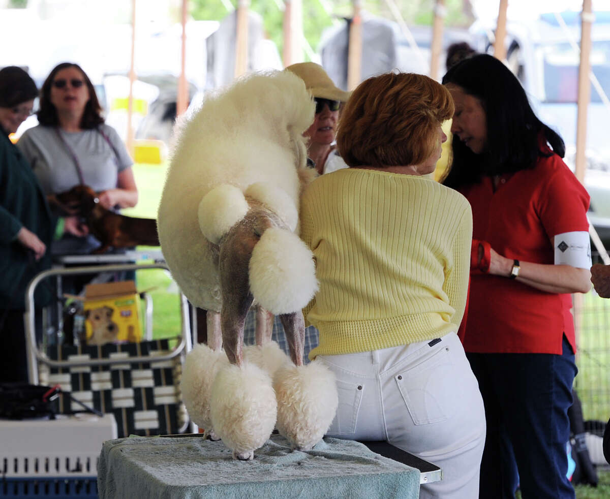 Puppies take the prize at Norwalk dog show