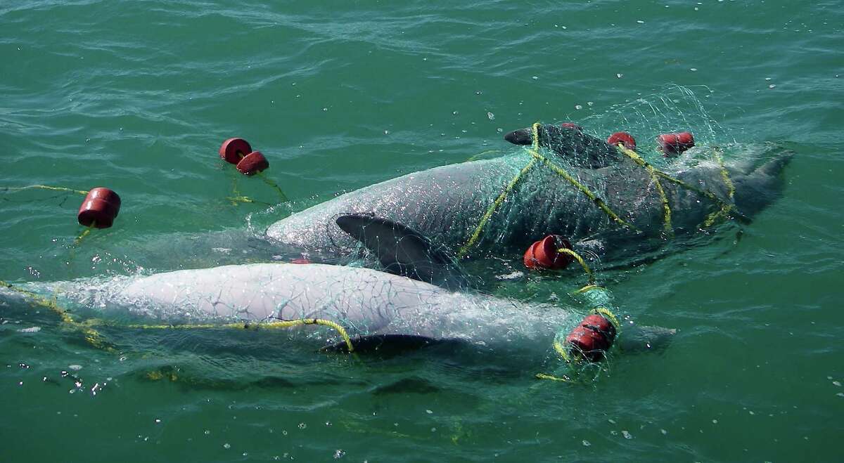 Dozens of dead sharks found in illegal gill net in the Gulf