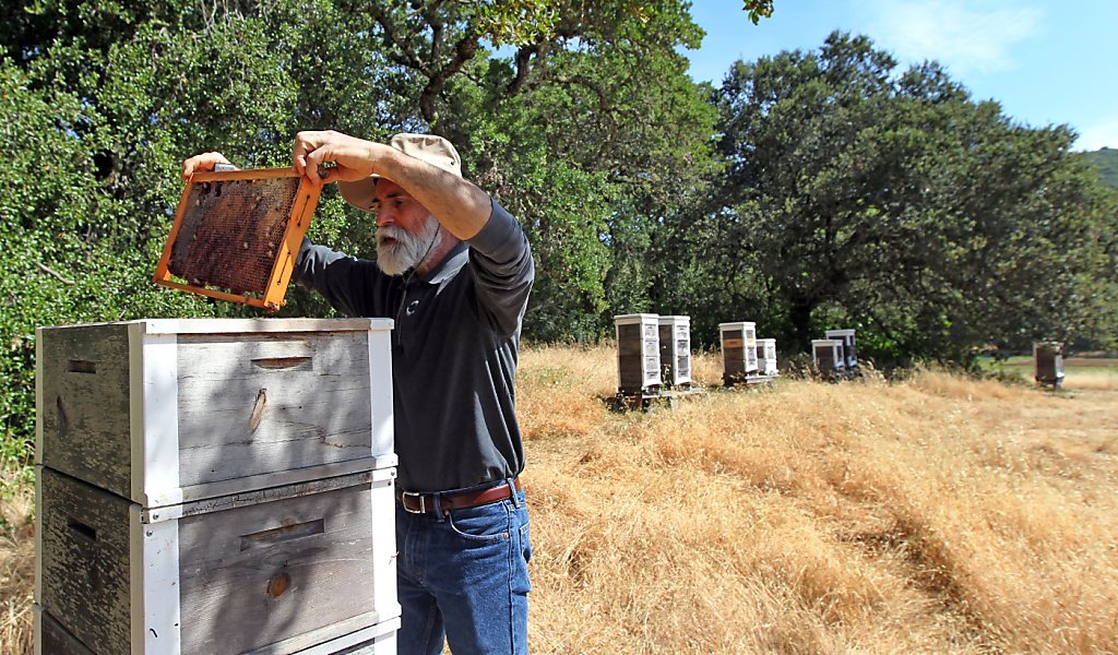 Serge Labesque builds a better beehive