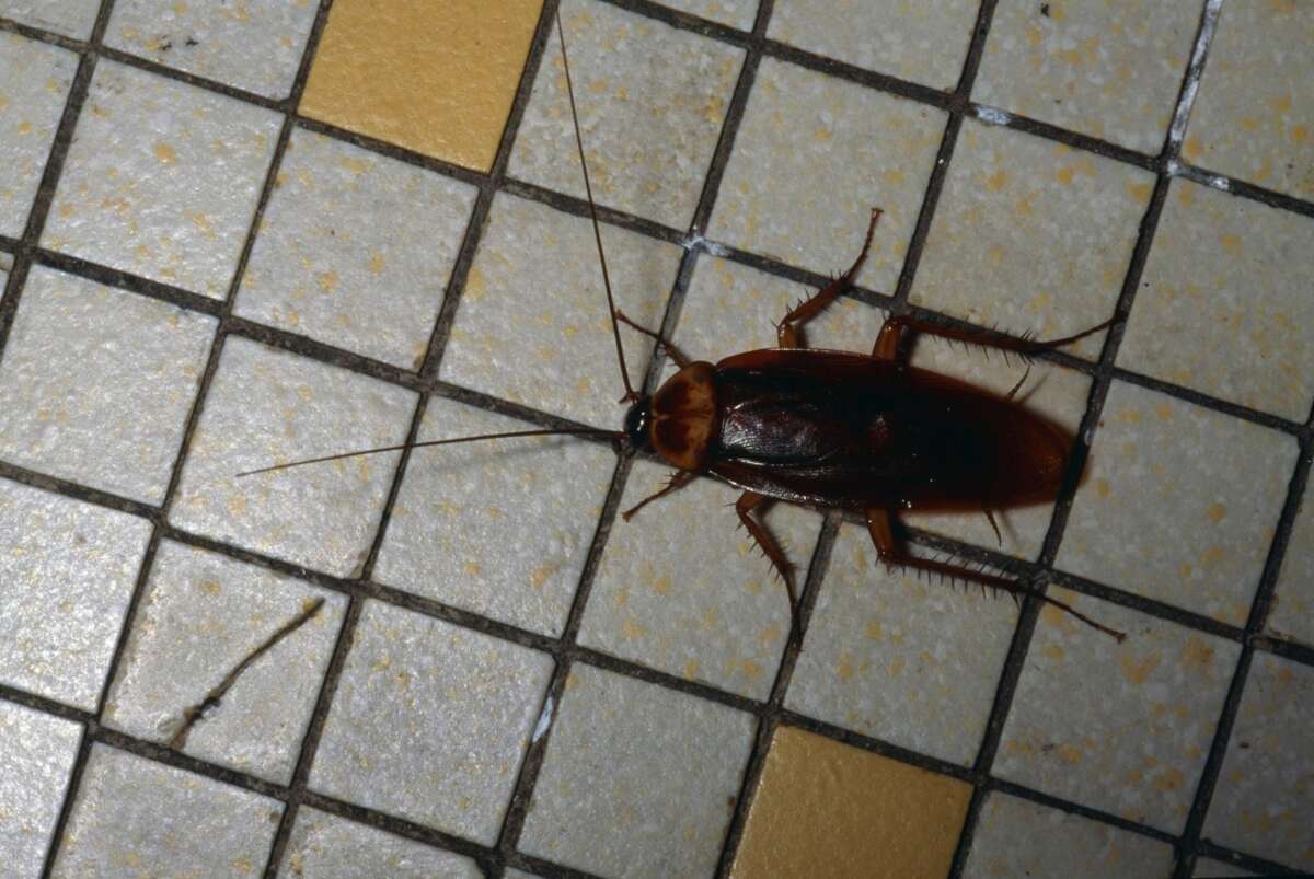 San Antonio has its fair share of bugs that bite, sting or generally are a nuisance. Cockroaches are common. Click ahead to see more local insects and spiders.