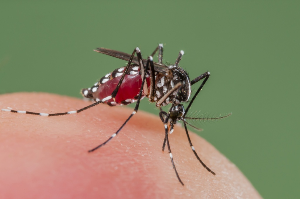 repelling-mosquitoes-naturally-san-antonio-express-news