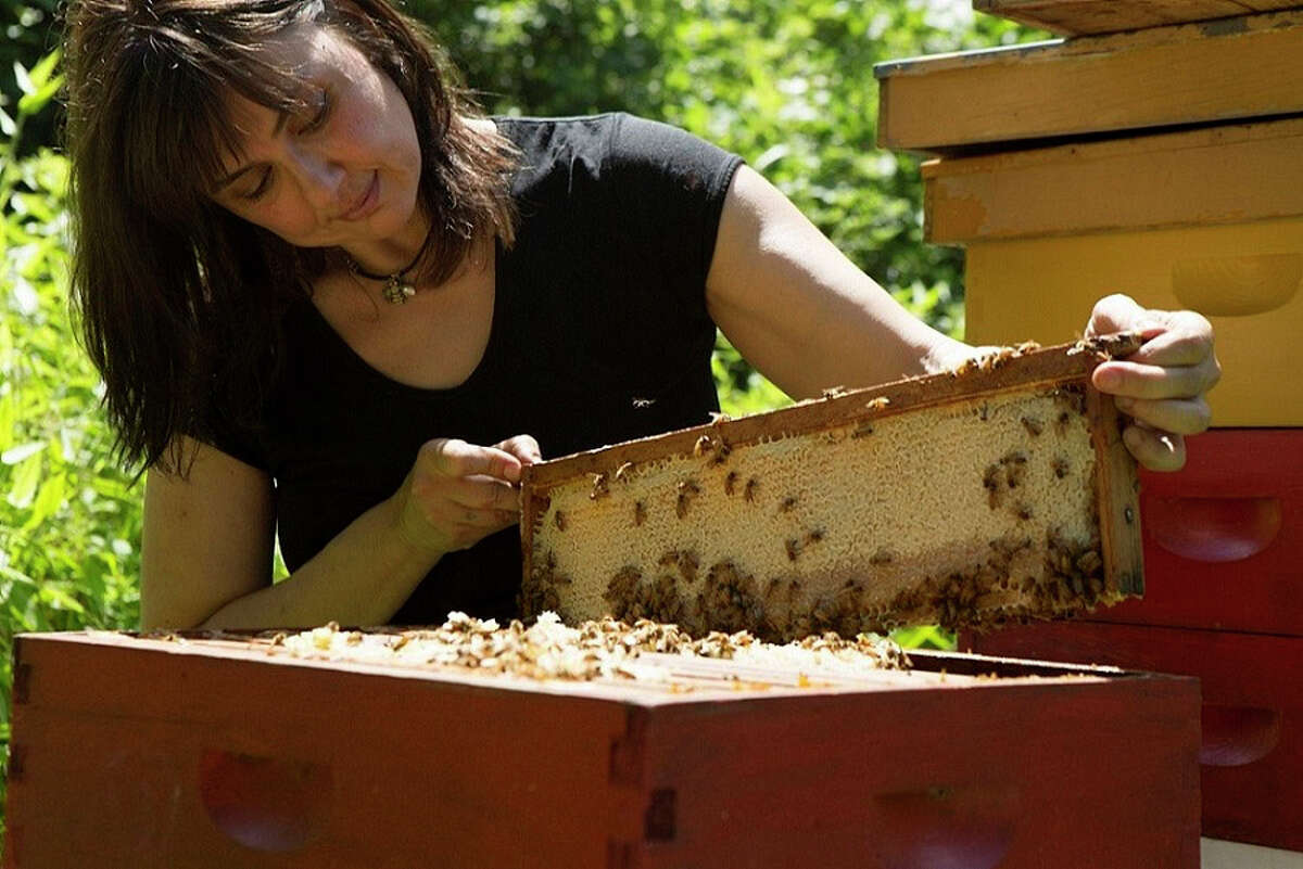 Beekeeper, author, honey connisseur and founder of Red Bee Honey, Marina Marchese checks out a frame at her Weston (Conn.) apiary in Weston. She will be speaking and conducting a tasting at Audubon Greenwich on Saturday, June 22, 2013. For more information and to reserve your spot (tickets are $35), call 203-869-5272, Ext. 239.
