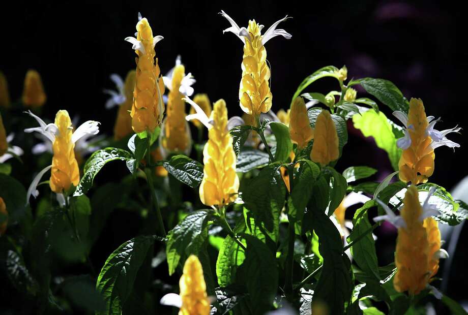 Readers Choice Best Plant Nursery San Antonio Express News A Lollipop Plant Is Among The Thousands Of Interesting Varieties Gardening Options At Rainbow Gardens