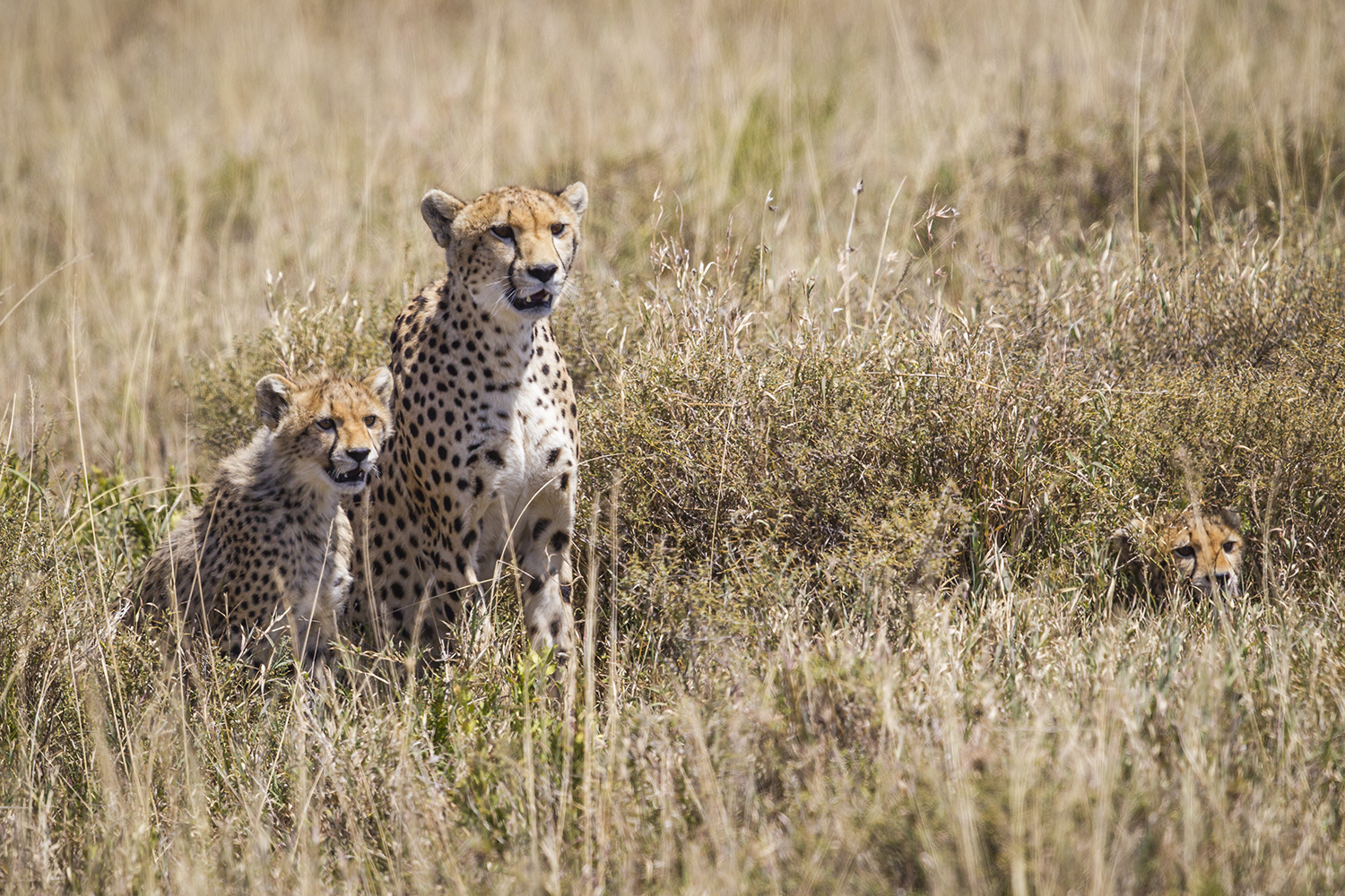 Speed and strength make cheetah a master hunter