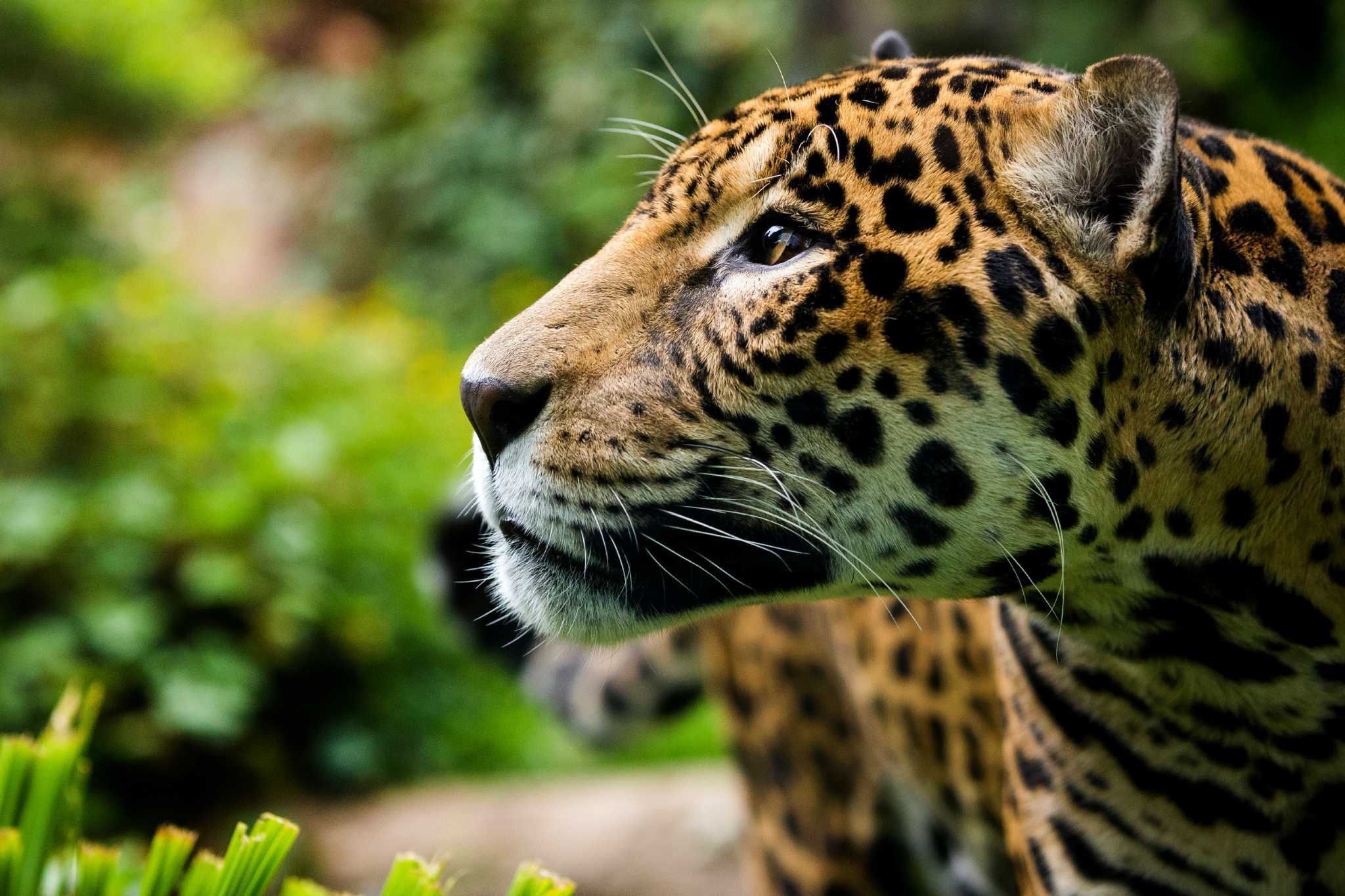 Jaguar cub naming at Woodland Park Zoo