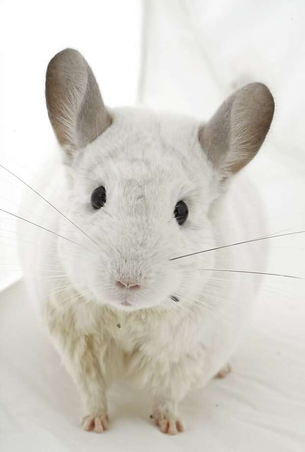 Chinchillas real tech pets SFGate