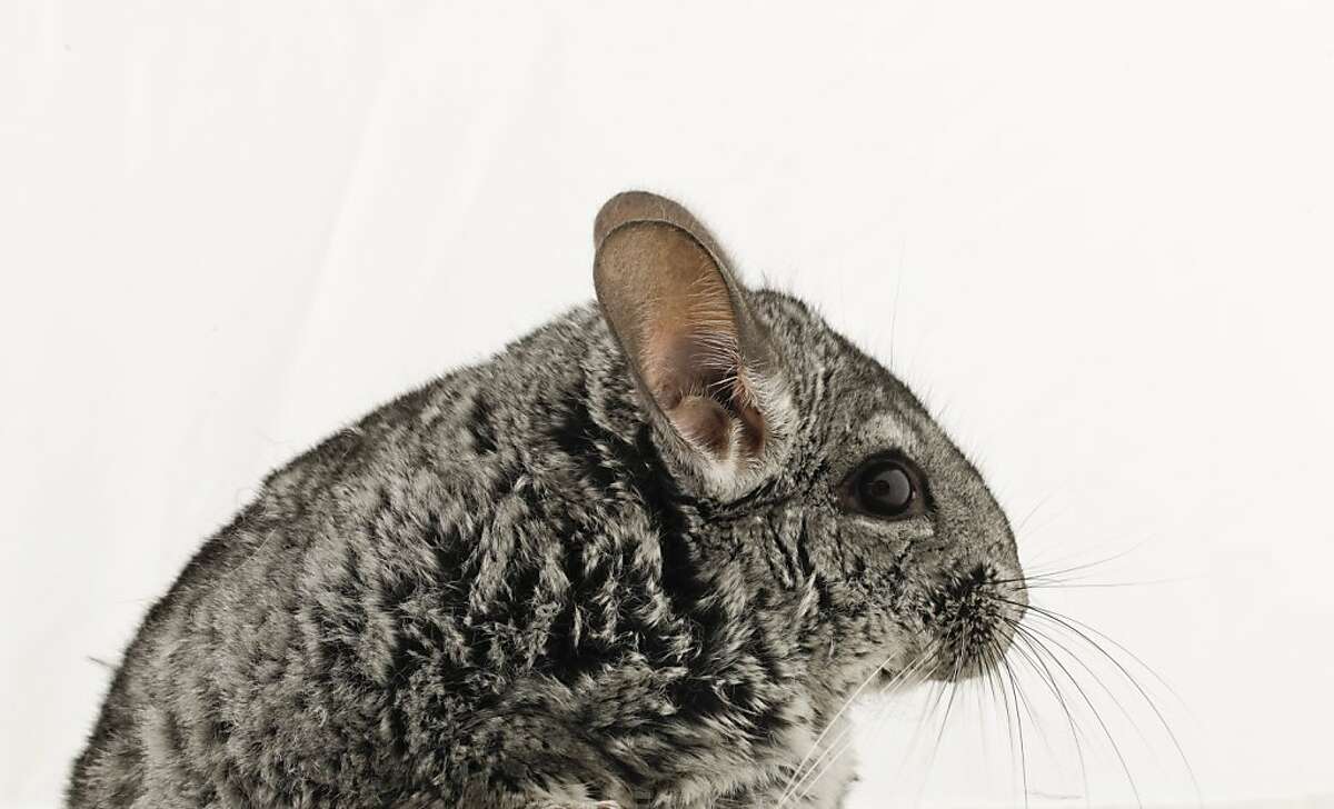 Chinchillas: real tech pets