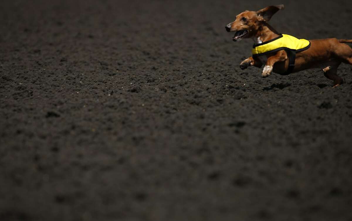 Dachshunds compete in Wiener Nationals