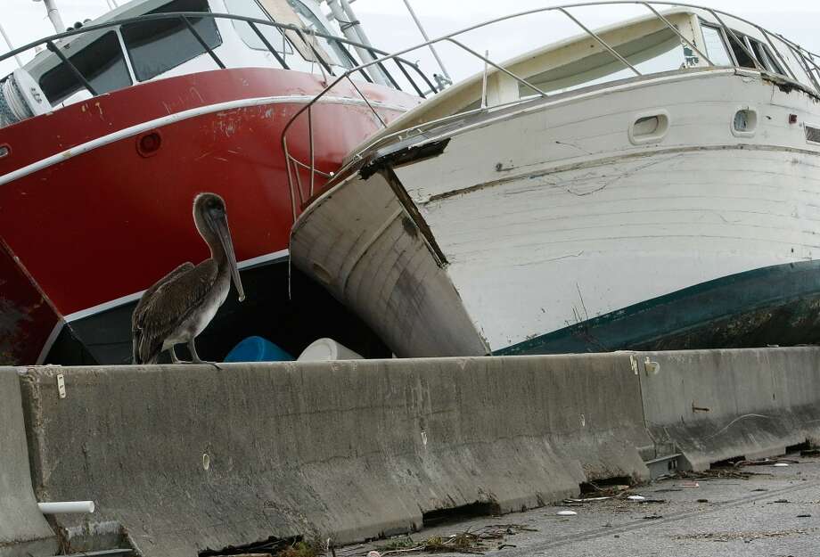 GALVESTON, TX - SEPTEMBER 14: A pelican sits on a jersey wall next to stranded boats in the middle of Rt. 45 after being damaged by Hurricane Ike September 14, 2008 in Galveston, Texas. Ike made landfall yesterday morning at Galveston, causing widespread wind and flood damage along the Texas and Louisiana coasts. (Photo by Mark Wilson/Getty Images)