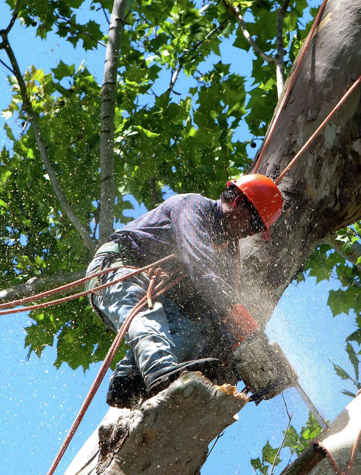 A crew cuts down a historic, century-old Sycamore tree at the corner of Oxford Street and 23rd St., Monday, June 17, 2013, in Houston. Locals showed their support in keeping the tree as they stood in protest. The tree is 106-feet tall, according to the 2011 Harris County Tree Registry.