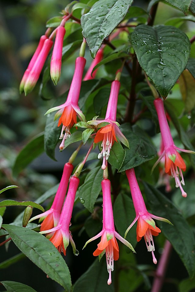 Hardy Fuchsia denticulata blooms cocktail colors