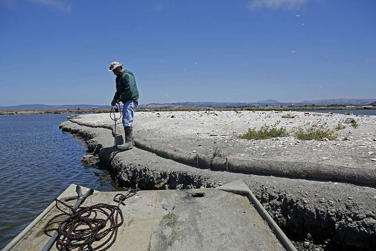 Wildlife Resource Analyst Dave "Doc Quack" Riensche pulls a boat towards on Tern Island where endangered California Least Terns are nesting in Hayward Regional Shoreline in Hayward, Calif. on June 17, 2013.