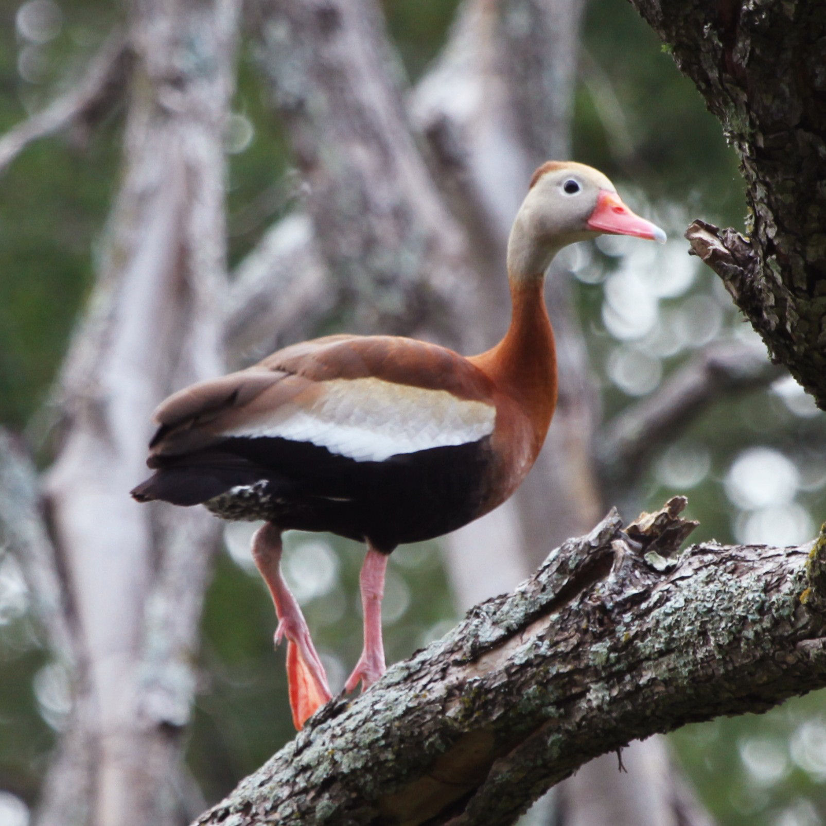 The whistling tree duck