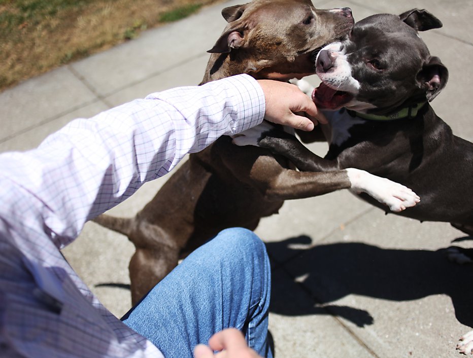 why do pit bulls attack for no reason?