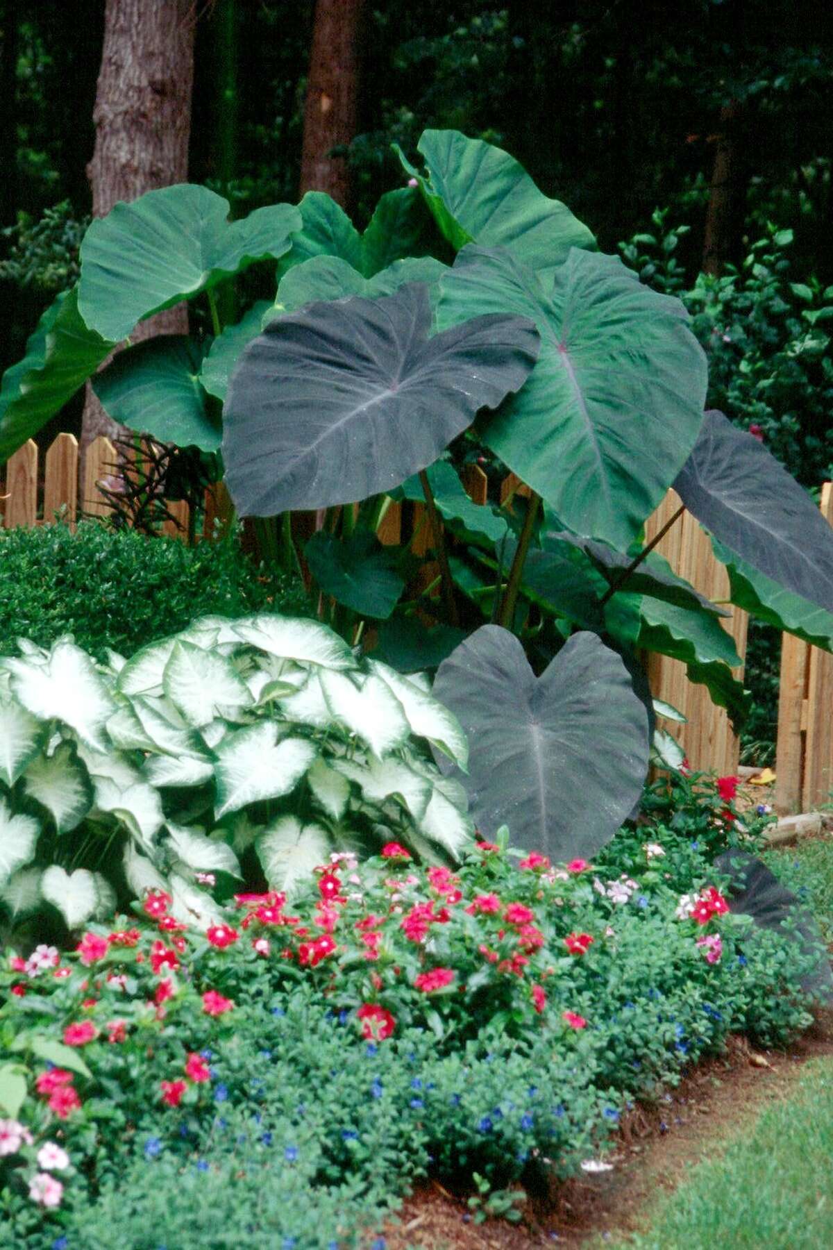 Elephant ears finally bloom