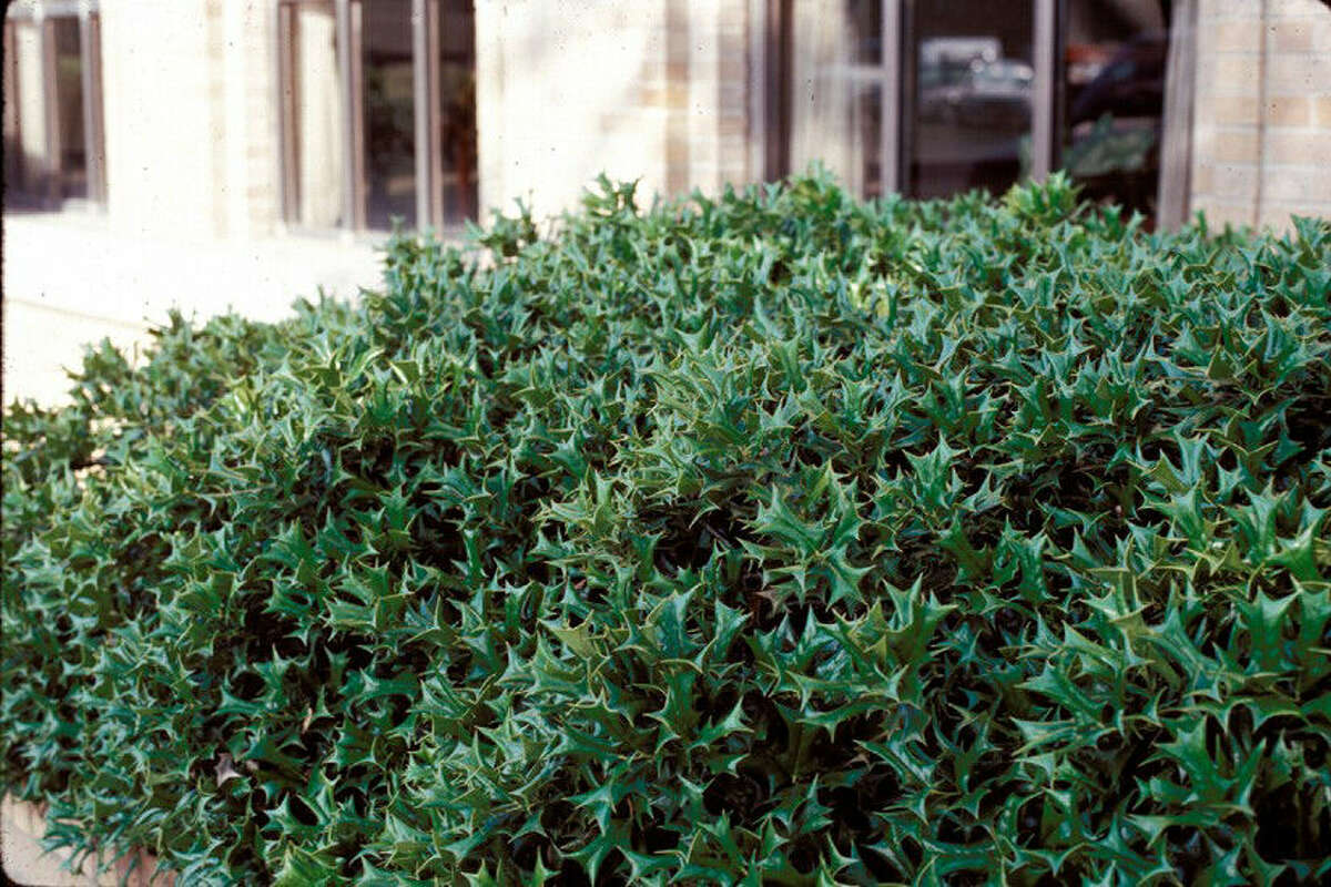 Calvin Finch Versatile hollies