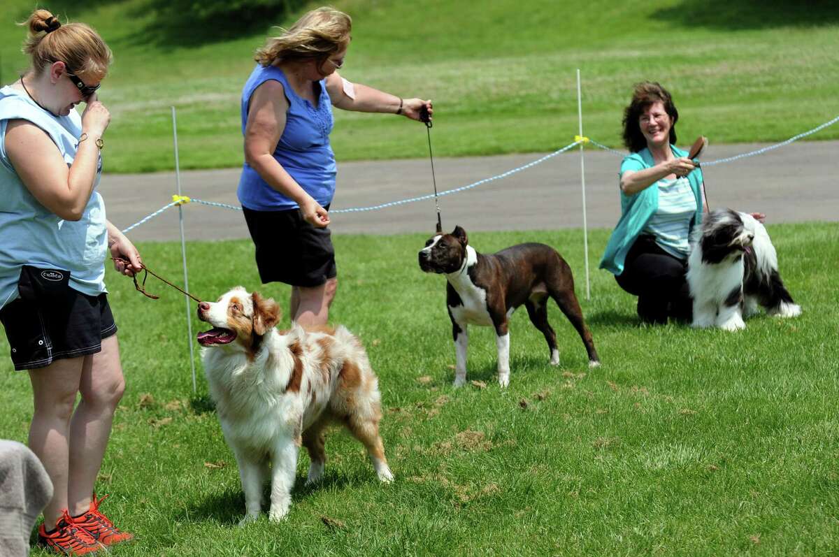 Photos, video: Dogs strut their stuff