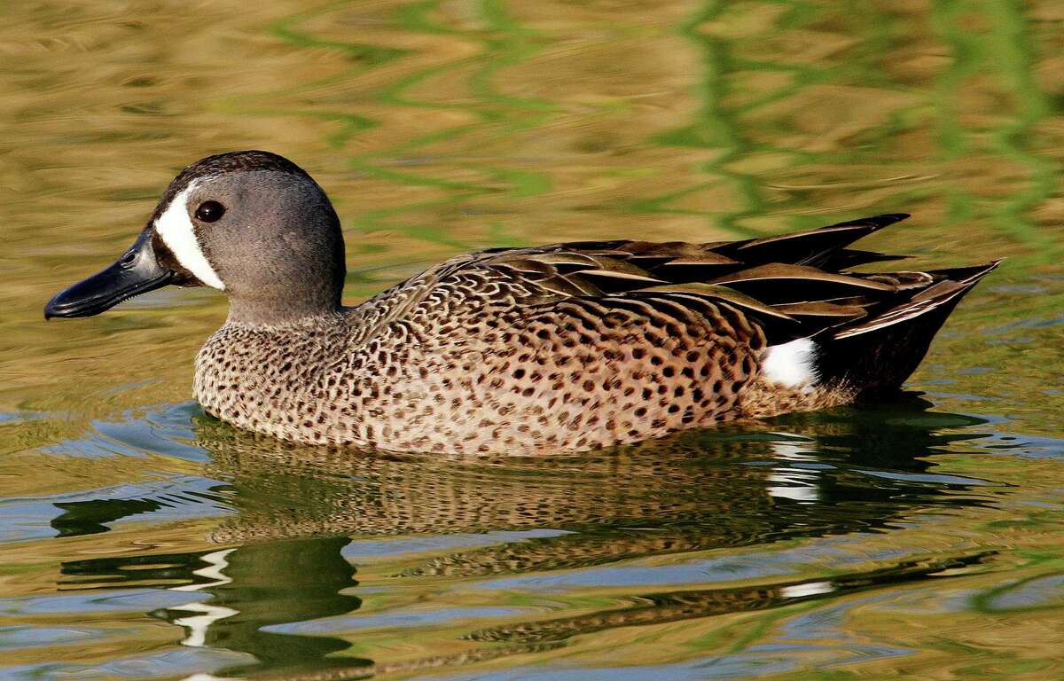 Abundance of teal leads to increase in bag limit