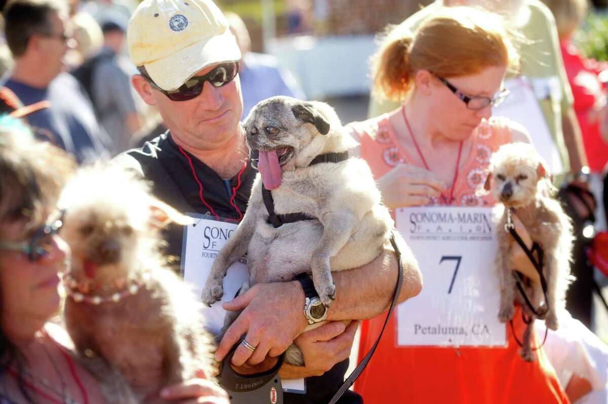 Penny, a 12-year-old pure bred pug, waits with owner James Montgomery to compete in the 25th annual World's Ugliest Dog Contest at the Sonoma-Marin Fair on Friday, June 21, 2013, in Petaluma, Calif. (AP Photo/Noah Berger)