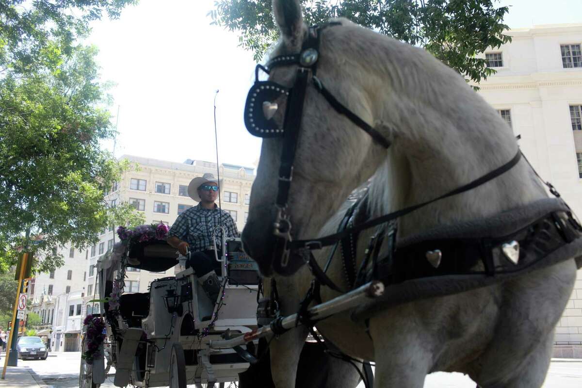 Ever wonder about those horse-drawn carriages seen on downtown streets? Click through the gallery to learn more about the 2,000-pound horses that pull them.