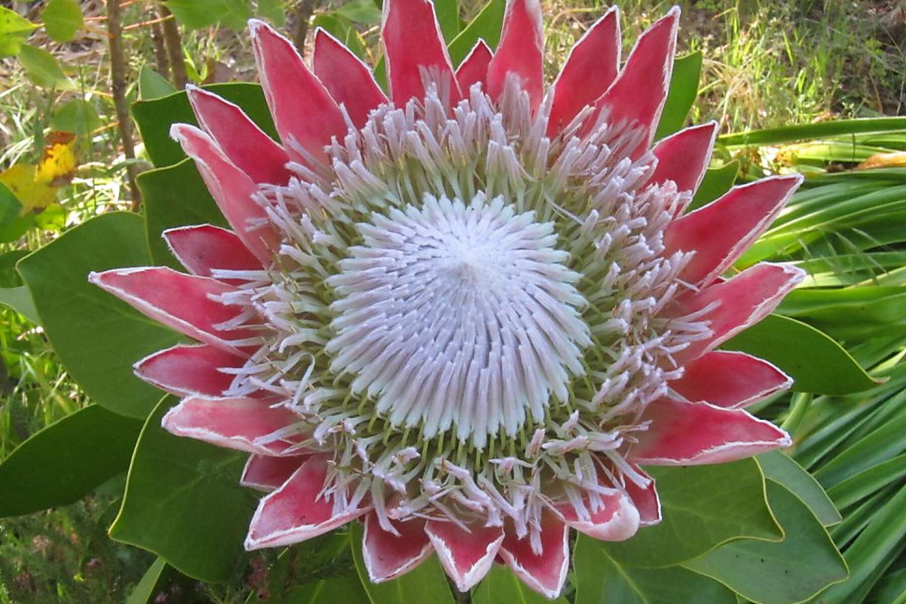 where to get king protea