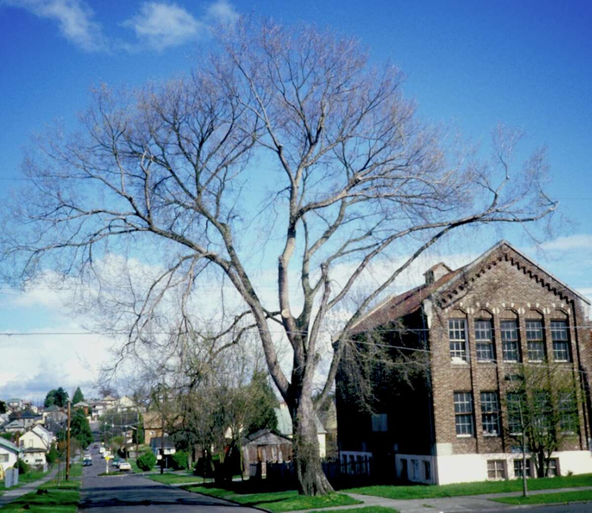 American White Elm at 25th Avenue & E Columbia St, shown in winter. Possibly dates from 1929. (Courtesy of Arthur Lee Jacobson / ‘Tress of Seattle’)