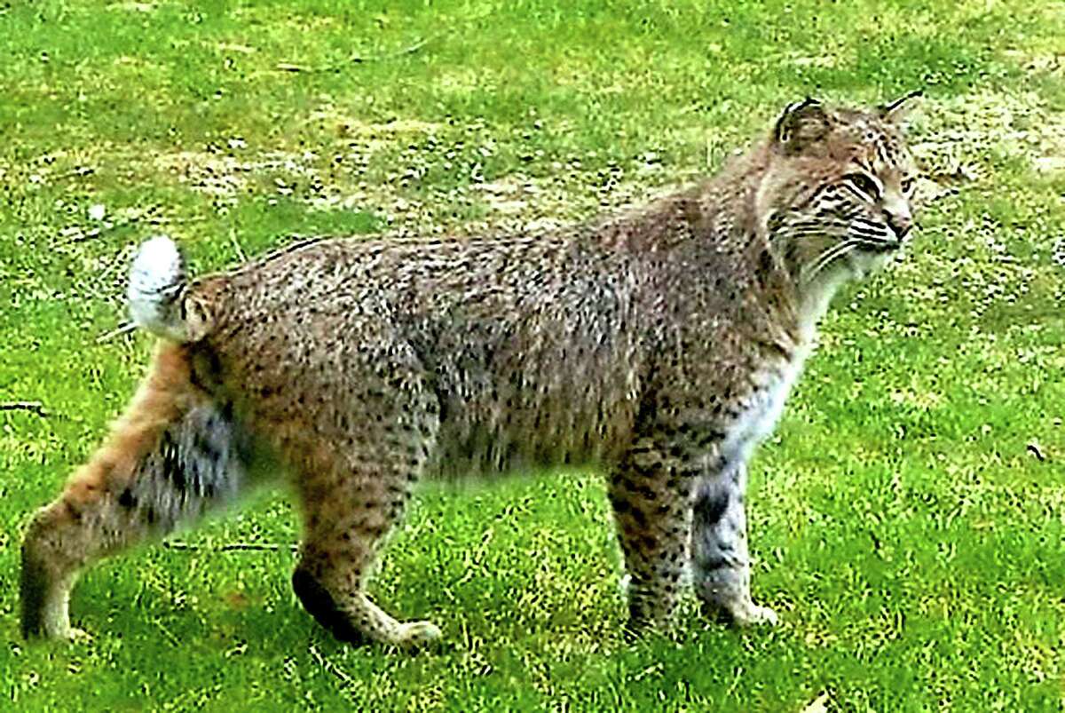 Bobcats little threat to humans, experts say