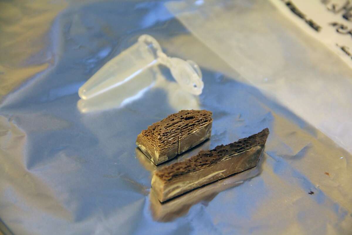 In this undated photo provided by Ludovic Orlando via Nature, two pieces of a 700,000-year-old horse metapodial bone, just before being extracted for ancient DNA, are shown. From a tiny fossil bone found in the frozen Yukon, scientists have deciphered the genetic code of an ancient horse about 700,000 years old _ nearly 10 times older than any other animal that has had its genome mapped. The work was published Wednesday, June 26, 2013, by the journal Nature and discussed at a science conference in Helsinki. (AP Photo/Ludovic Orlando via Nature)