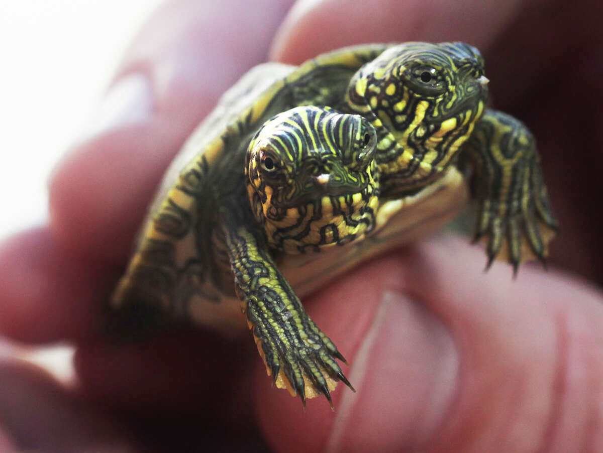 Two-headed turtle born at S.A. Zoo