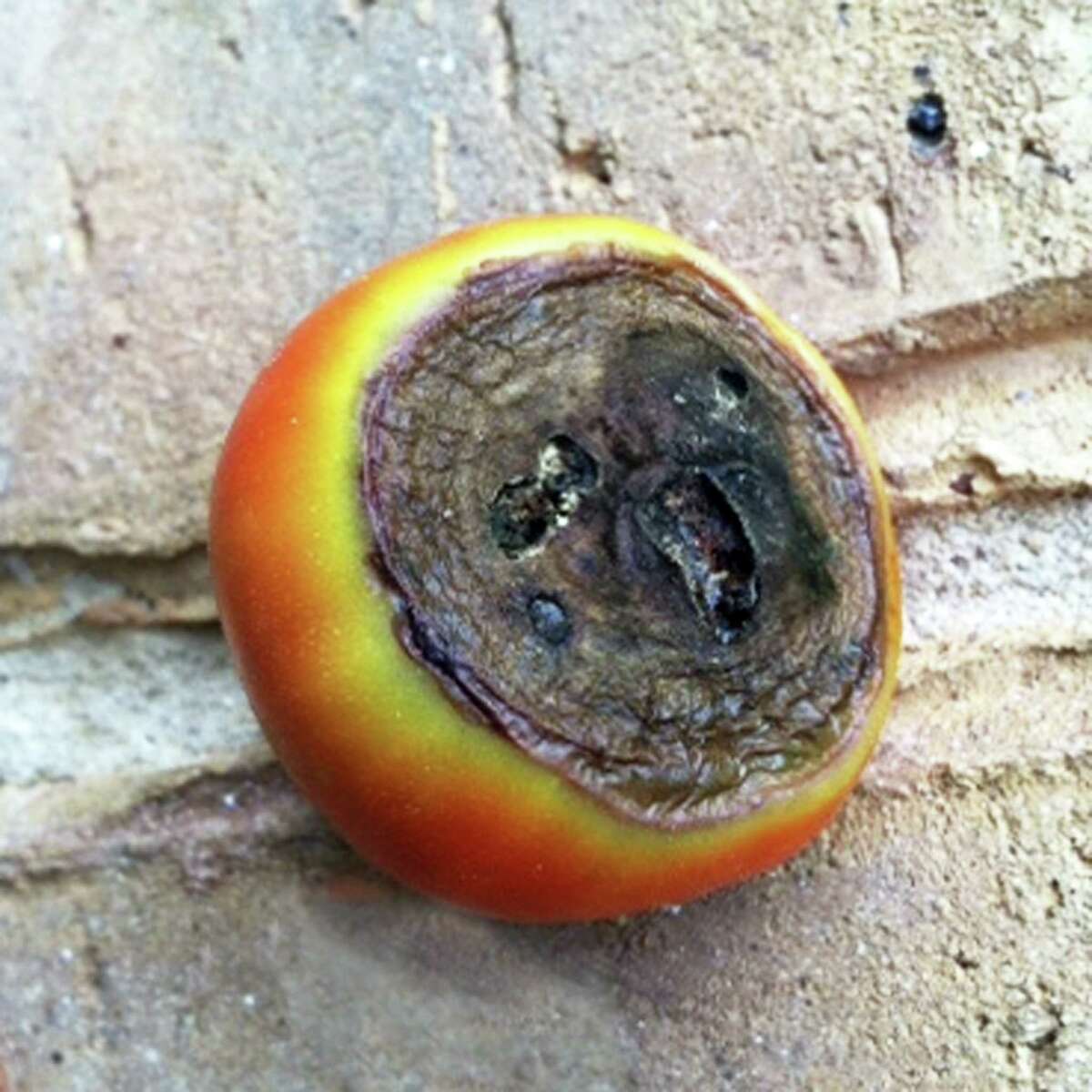 Neil Sperry tomato blossom end rot, gardenias, Bradford pear, mowing