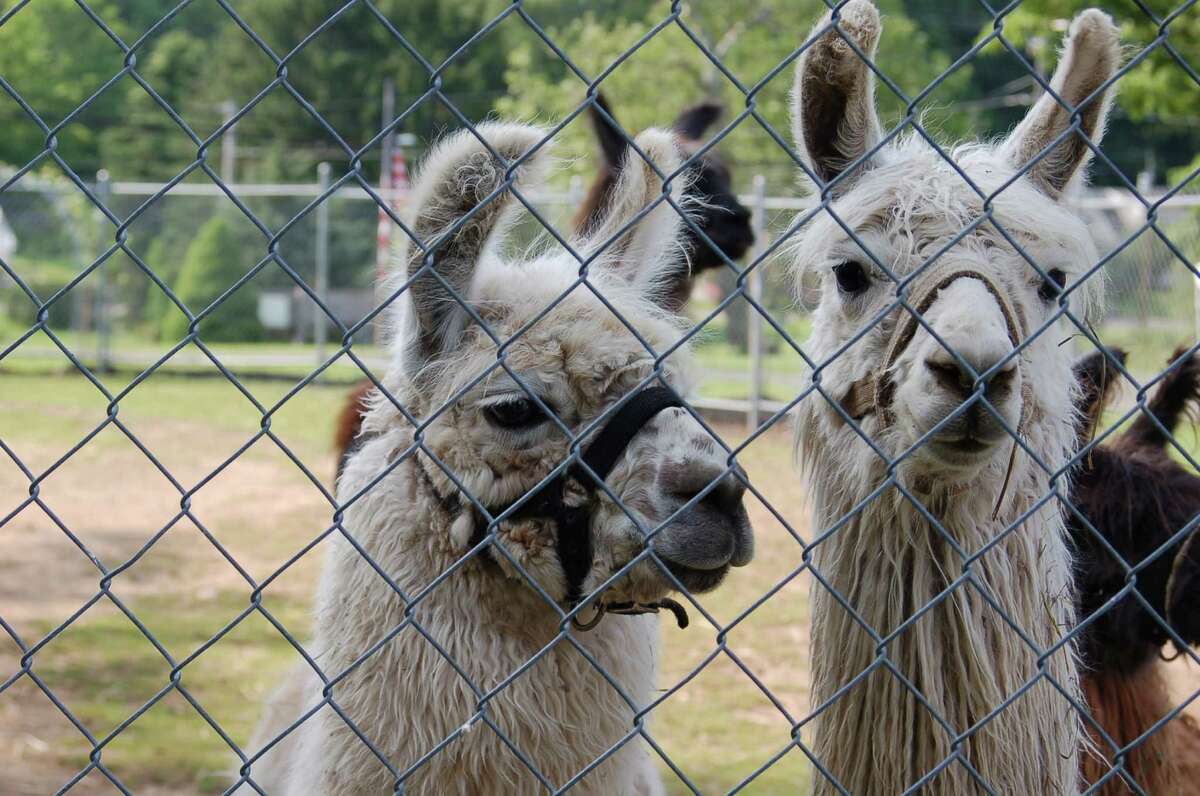 The Connecticut Trust for Historic Preservation has published a Barns Trail self-guided tour brochure that directs day-trippers to some of the more than 8,500 barns in the state. The brochure makes note of sites with special features that will appeal to young and old alike, including these adorable llamas at Lakeside Feed in Guilford.