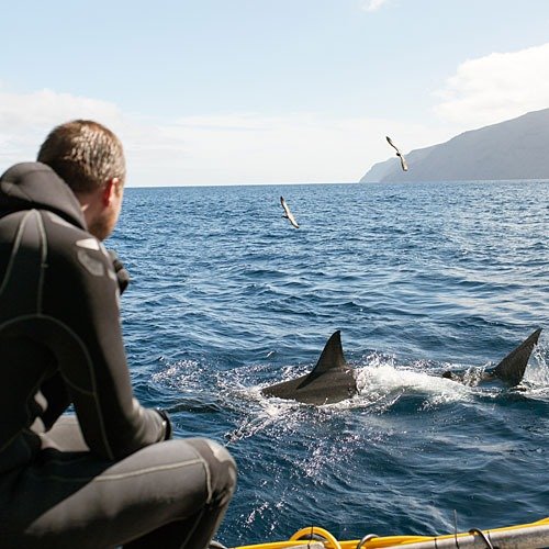 Go on a shark diving adventure