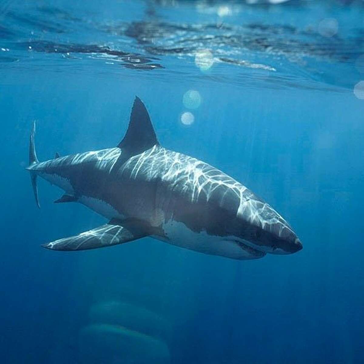 Divers get shock out in the Gulf as Great White shark swims by