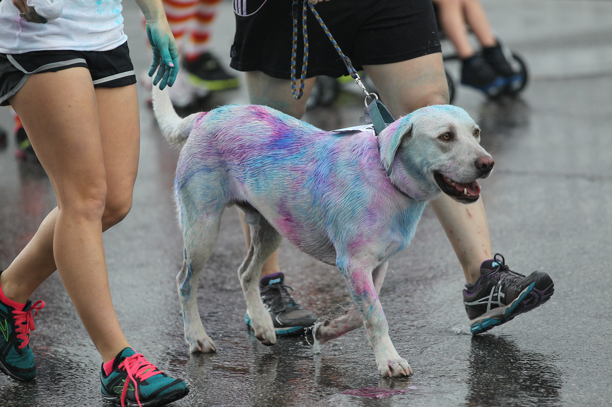 Most popular dogs in America