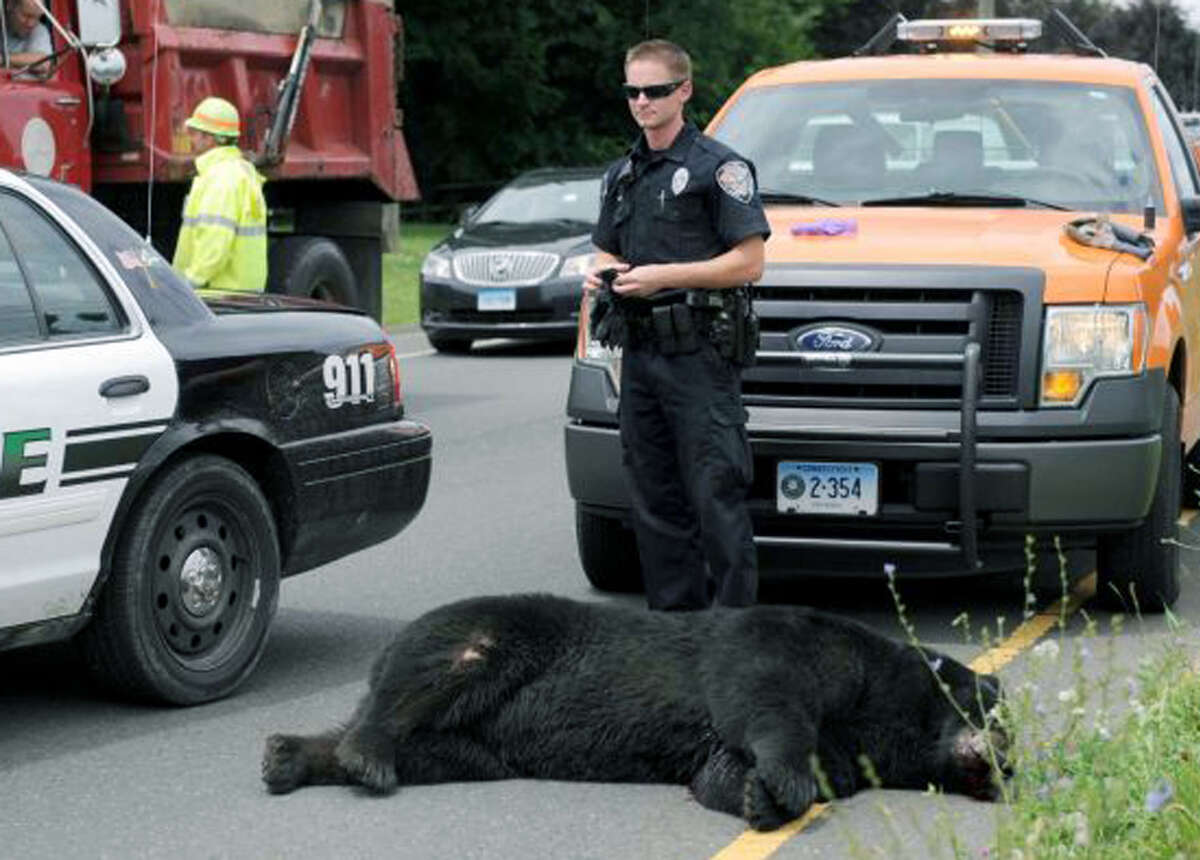 Bear traffic fatality