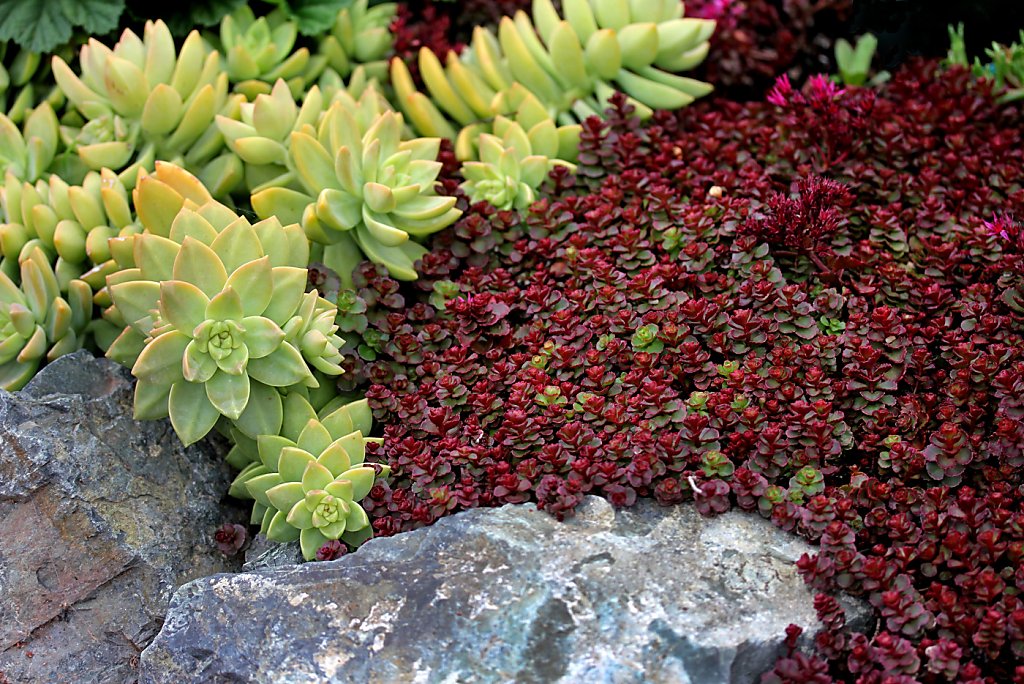 Sunny Spots Call For Sedums Sfgate