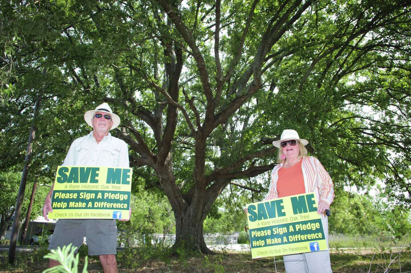 League City's rescued oak on world stage