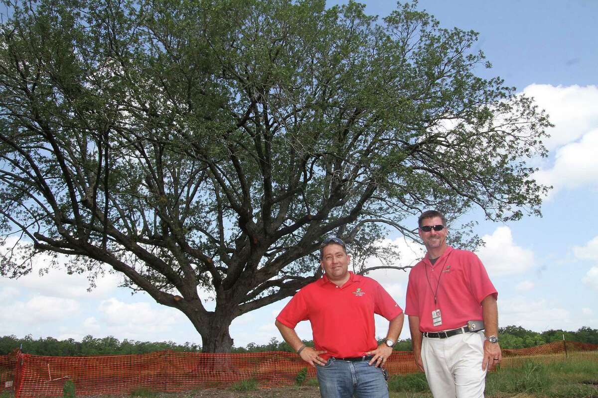 League City's rescued oak on world stage
