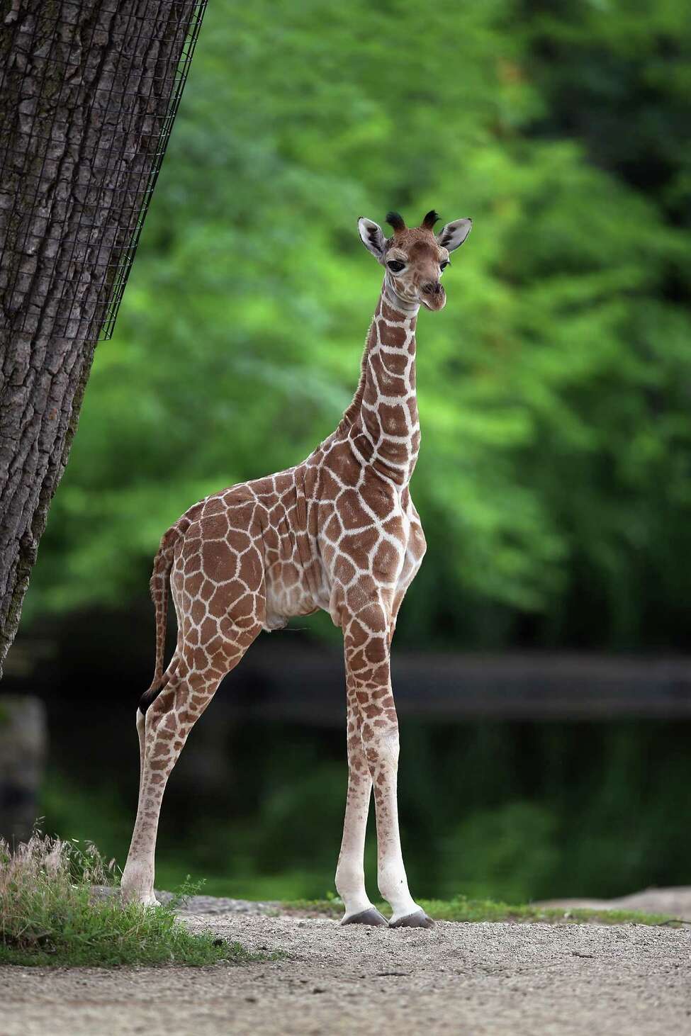 Download Baby giraffe at zoo