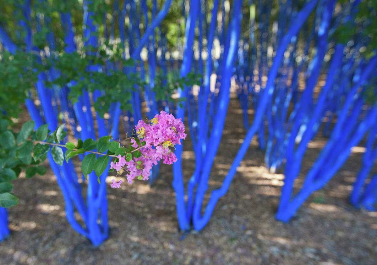 The Crape Myrtles, that were painted blue as a part of the public art project by Konstantin Dimopoulos, have begun to bloom their pink and magenta flowers , Monday, July 1, 2013, in Houston. ( Nick de la Torre / Houston Chronicle )