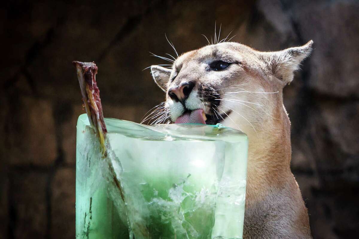 Shasta, a male cougar, licks a cool ice pop treat at the Houston Zoo, Wednesday, June 26, 2013, in Houston. ( Michael Paulsen / Houston Chronicle )