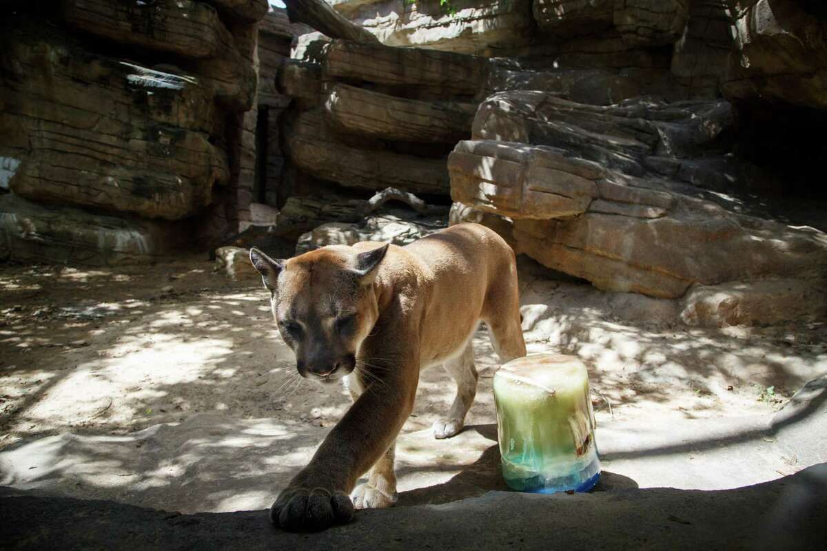 Shasta, a male cougar, walks around a cool ice pop treat at the Houston Zoo, Wednesday, June 26, 2013, in Houston. ( Michael Paulsen / Houston Chronicle )