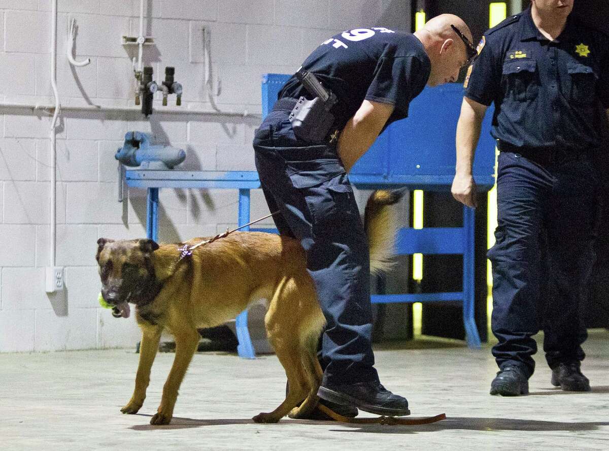 Harris County Sheriff's Office deputy James Love's dog Diesel, a Belgian Malinois, runs through his legs as he tries to listen to Sgt. Mike Thomas' instruction during his bomb detection training, Wednesday, May 29, 2013, in Houston. Diesel is one four new Belgian Malinois bought by the Harris County Sheriff's Office to learn bomb detection. ( Nick de la Torre / Chronicle )