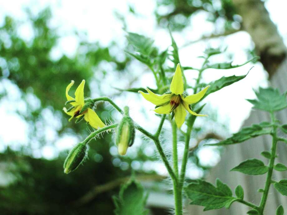 Neil Sperry: tomato pollination, prickly weeds, petunias, live oak ...