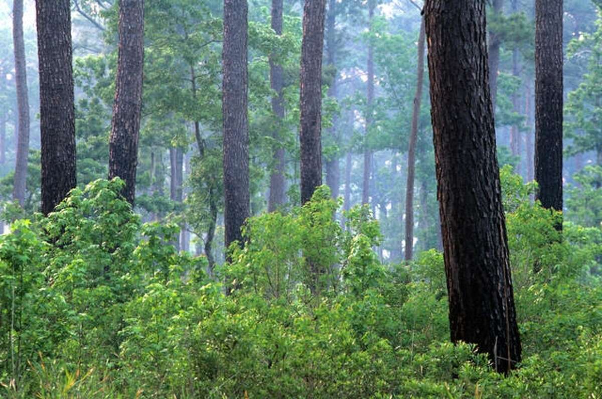 A North Carolina forest has lots of wood, but likely not enough to meet biofuel demands.