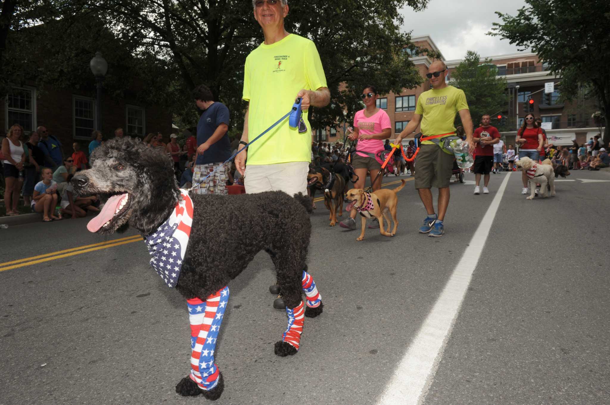 Photos Patriotic pooches