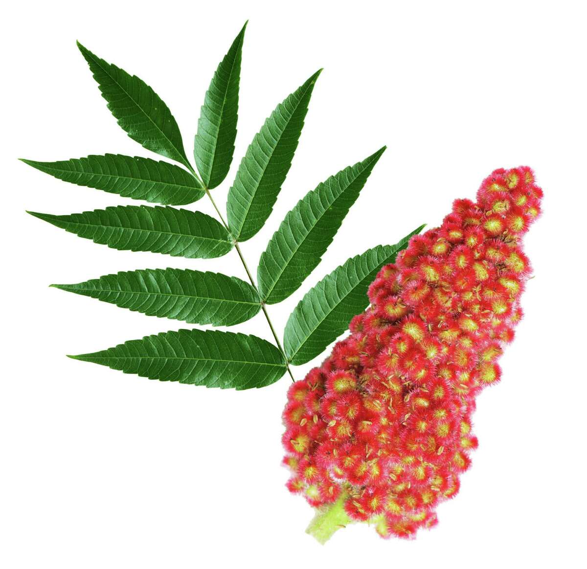Staghorn sumac won't leave you itchy