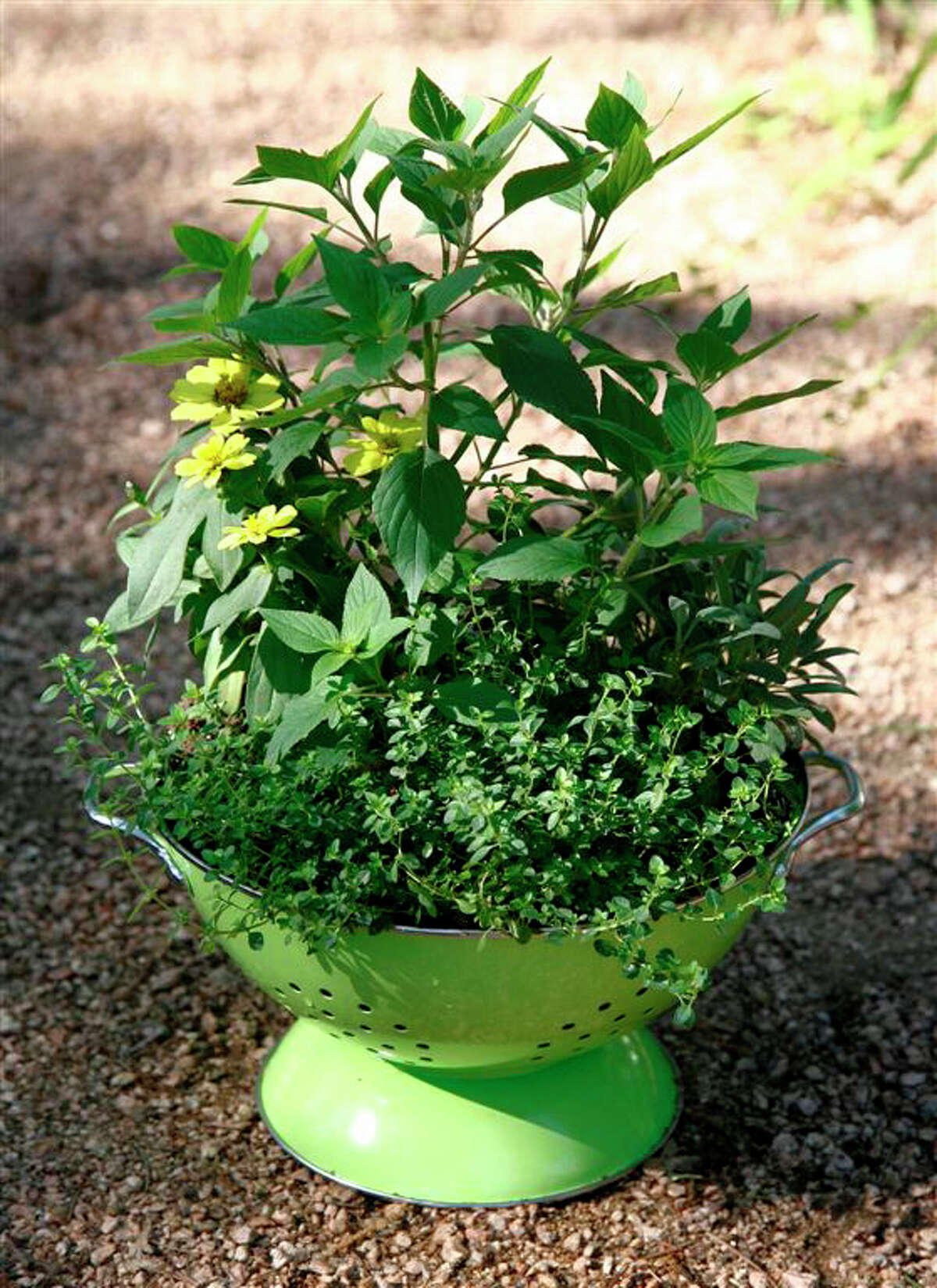 Herbs increasingly are used in home canning