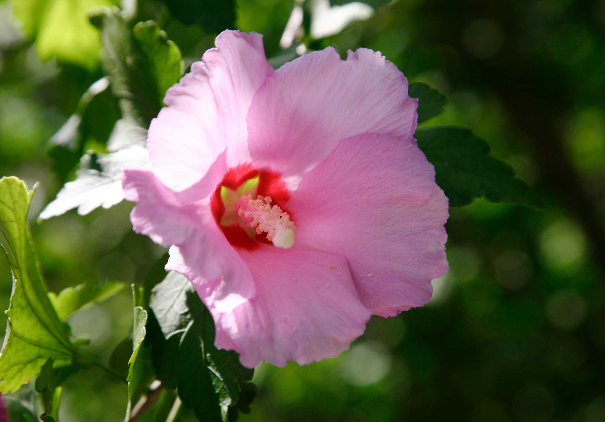 Houston Astros Pink Yellow White Hibiscus Pattern Tropical